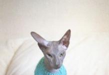 Как связать одежду кошке Вязаный жилет для кота